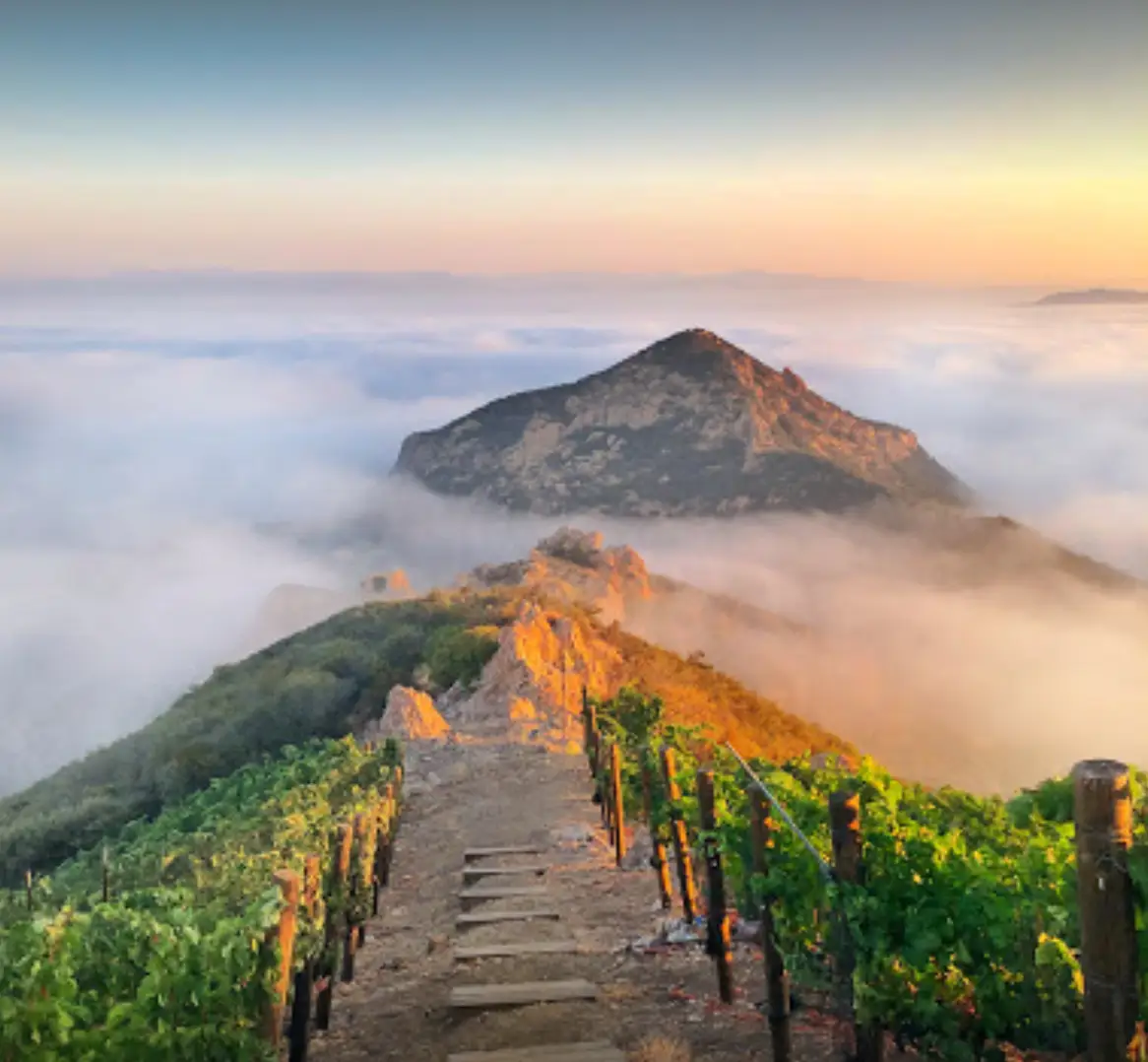 Malibu Rocky Oaks Estate Vineyards