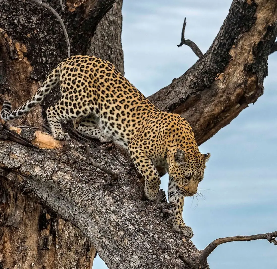 Xigera Safari Lodge
