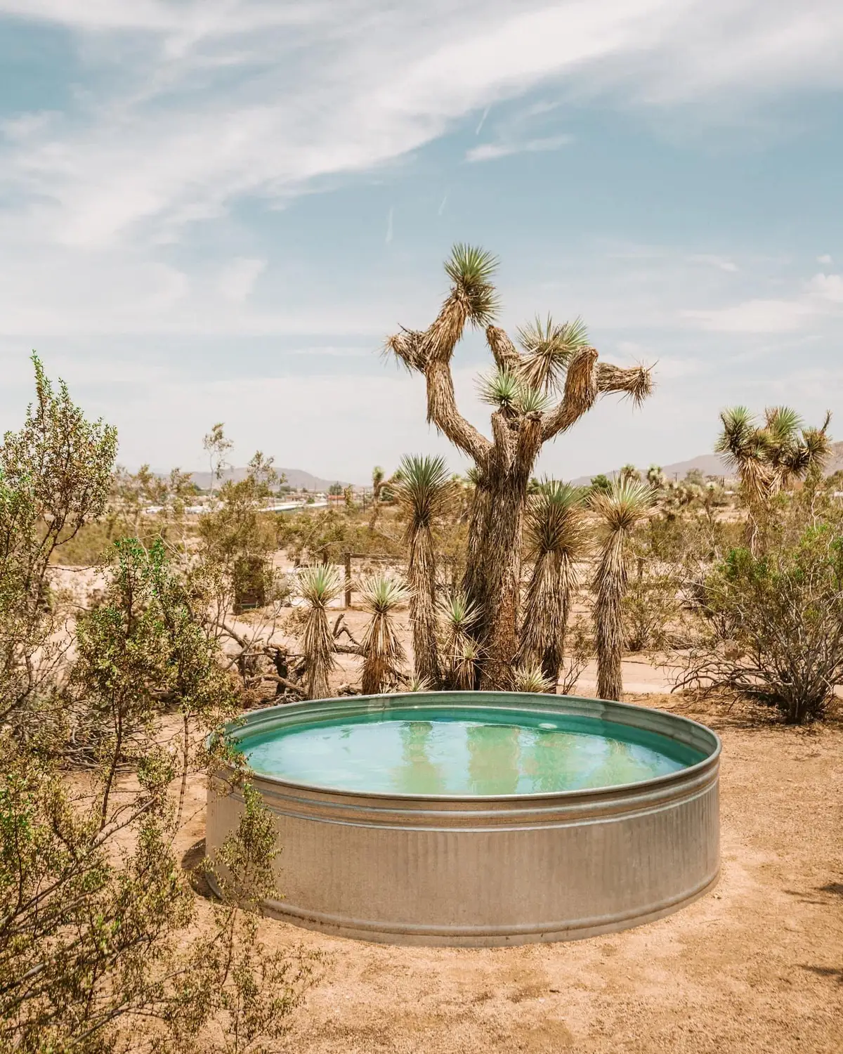 The Joshua Tree