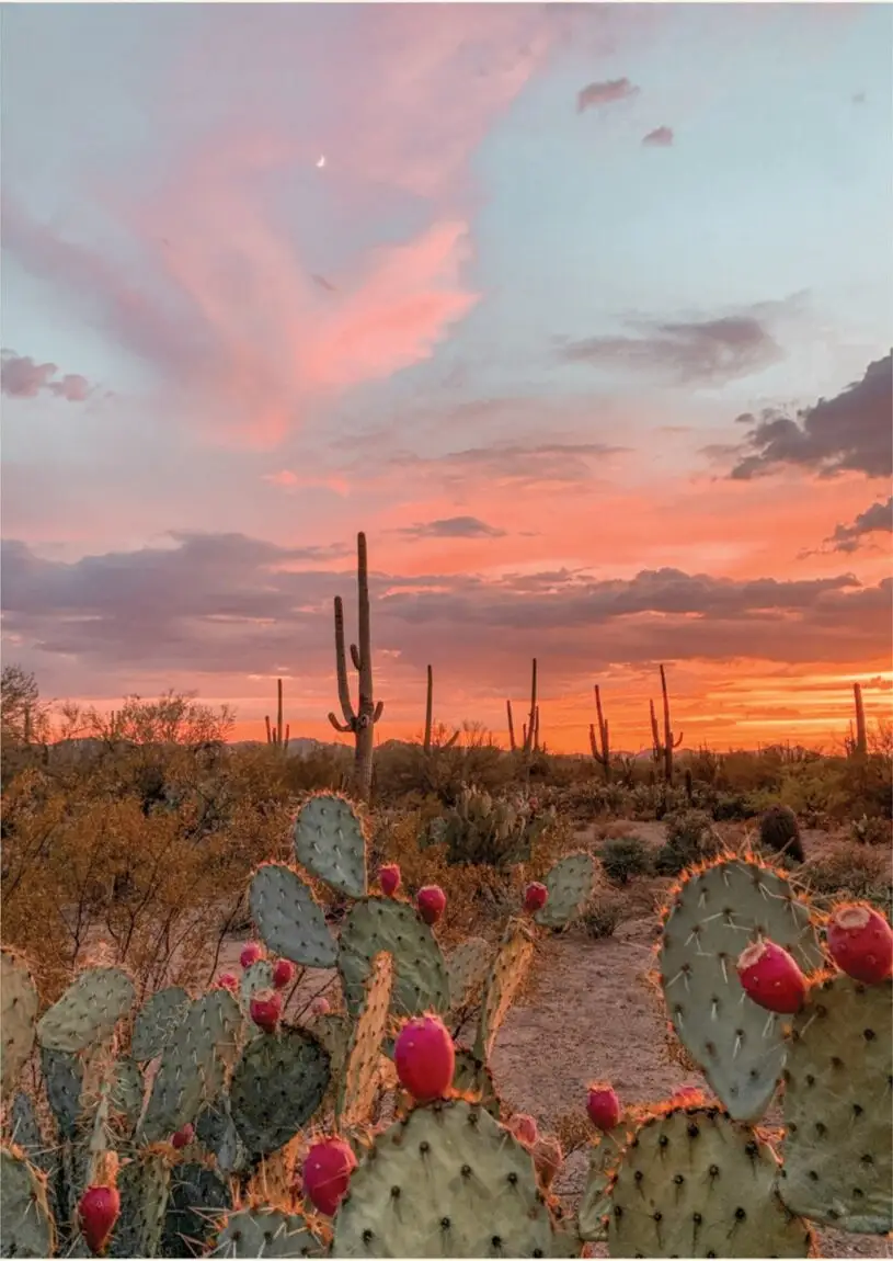 The Joshua Tree House