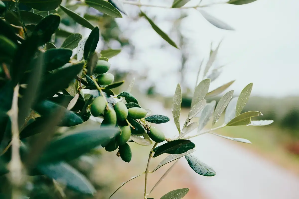 unsplash-image-lIuxlN0zSjs.jpg