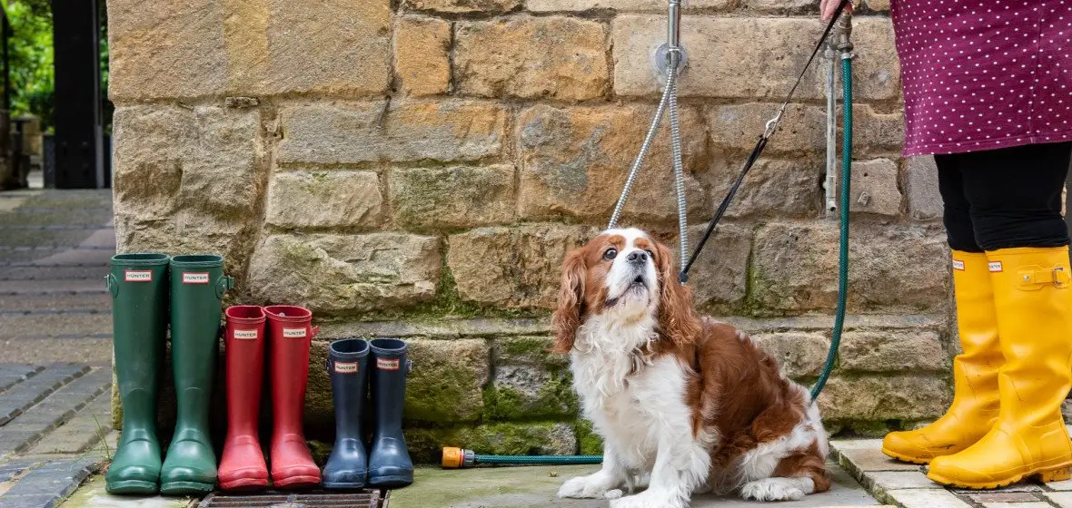 Lygon arms Dog.jpeg