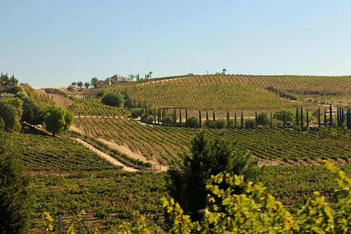 Top 5 Reasons Wine Tours Make the Perfect Group Activity