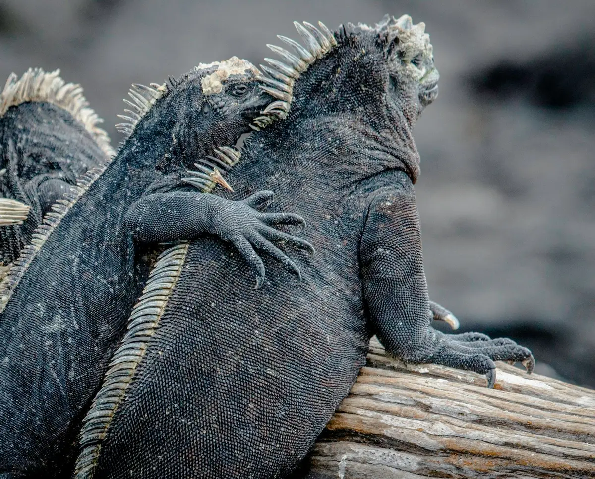 Wildlife on Galapagos Islands