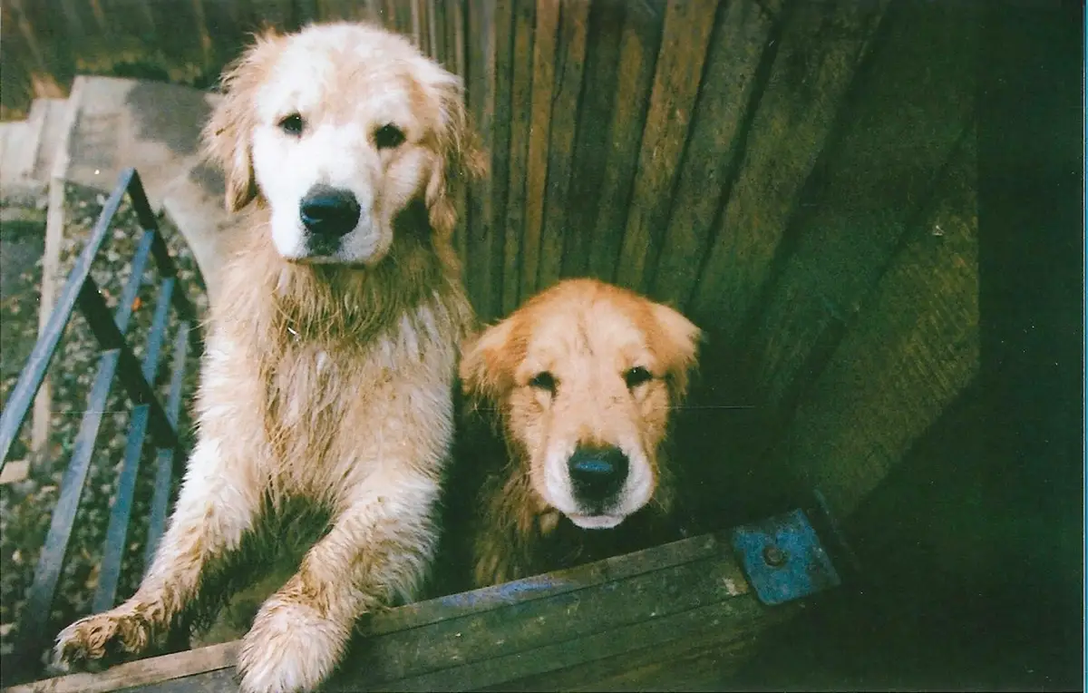 Pet-friendly travel